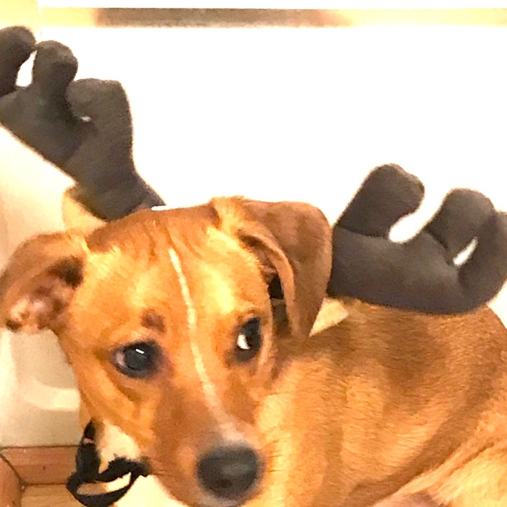 Meet your Posher, Frank